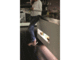 Smart Home Philips Hue LightStrip Plus EU/UK base mixed + plug